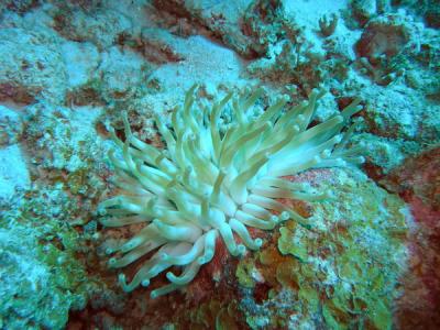 Anemone5 St.Croix underwater day2.jpg