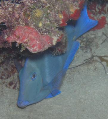 Blue fish St. Croix nite dive.jpg