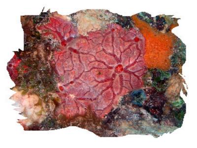 Encrusting coral red St. Croix.jpg