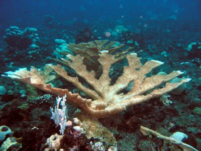 Hard coral1 St. Croix.jpg