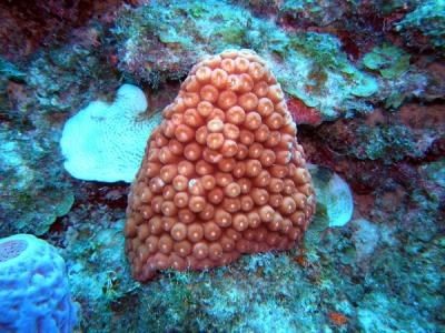 Hard coral2 St.Croix underwater day2.jpg