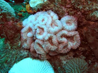 Hard coral pink St.Croix underwater day2.jpg
