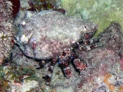 Hermit Crab St. Croix nite dive.jpg