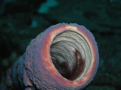 Lavender tubesponge with Brittle star St. Croix.JPG