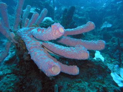 Lavender tubesponges St. Croix.JPG