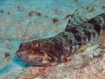 Lizardfish1 St. Croix.jpg