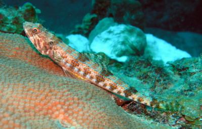 Lizardfish2 St. Croix.jpg