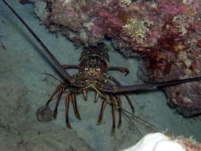 Lobster large St. Croix nite dive.jpg