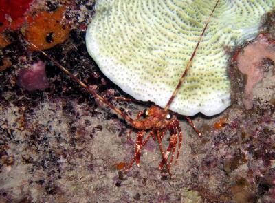 Lobster Small St. Croix nite dive.jpg