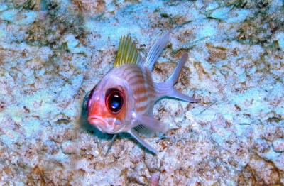Longjaw squirfish1 St. Croix.JPG