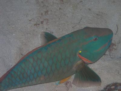 Parrotfish1 St. Croix nite dive.jpg