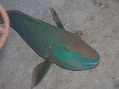 Parrotfish2 St. Croix nite dive.jpg