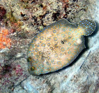 Peacock flounder1 St. Croix.JPG