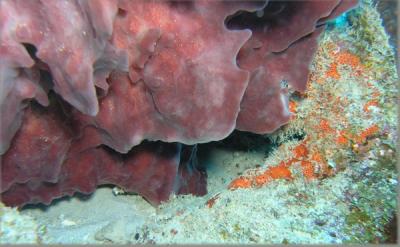 Red Barrel sponge St.Croix underwater day2.jpg