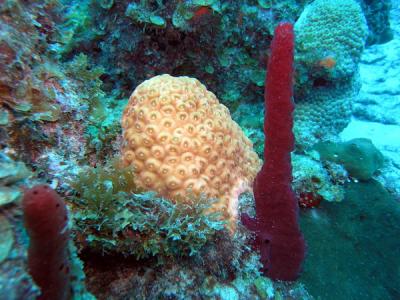 Red rope with hard coral St.Croix underwater day2.jpg