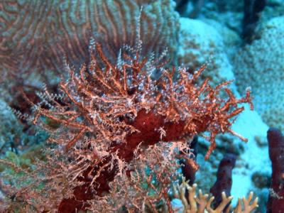 Soft coral1 St.Croix underwater day2.jpg
