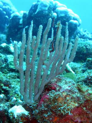 Soft coral2 St. Croix.jpg