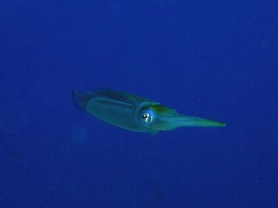 Squid1 St. Croix.jpg