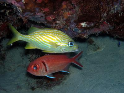 Squirrelfish and French grunt St. Croix.jpg