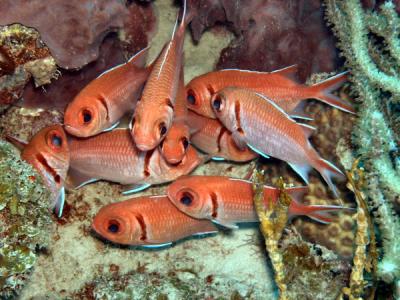 Squirrelfish many 2 St.Croix underwater day2 .jpg