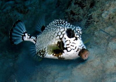 Trunkfish1 St. Croix.jpg