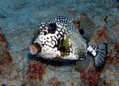 Trunkfish2 St. Croix.jpg