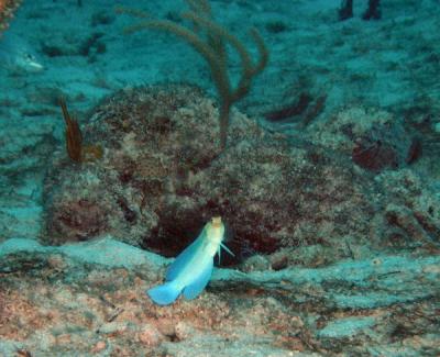 Yellow head jawfish2 St. Croix.jpg