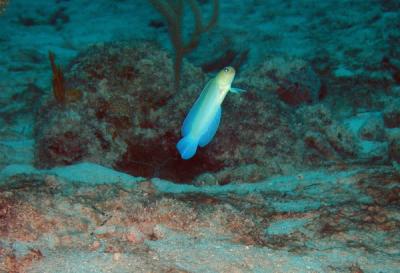 Yellow head jawfish3 St. Croix.jpg
