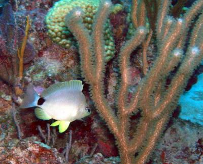 Yellowfish soft coral St. Croix.jpg