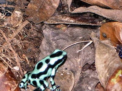 Poisonous Frog Selva Verde.JPG