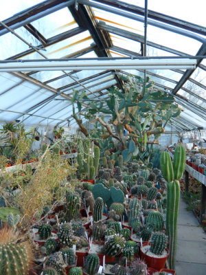 Abbey Brook Cactus Nursery, Matlock