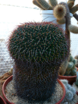 Abbey Brook Cactus Nursery, Matlock