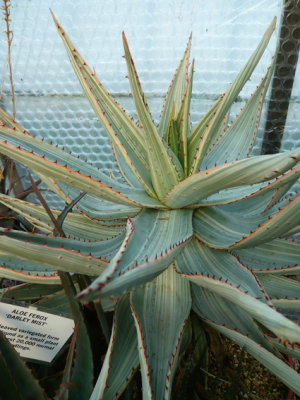 Abbey Brook Cactus Nursery, Matlock