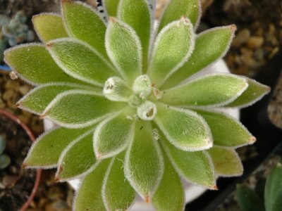 Echeveria pulvinata