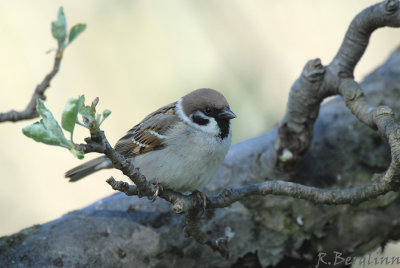 Tree Sparrow  / Passer montanus / Pilfink