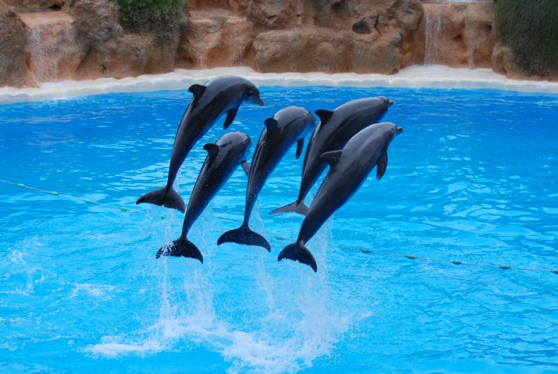 Dolphins