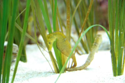 Seahorse