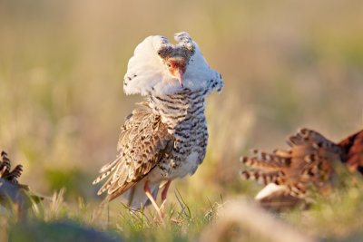 Ruff. Nenets Autonomous Okrug