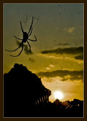 Gigant Spider on sunset (Indonesia)