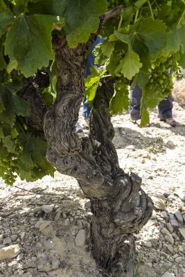 278-Avignon-06282012.jpg