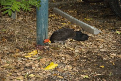 20071022_066_Cairns.jpg