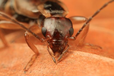 Common Earwig