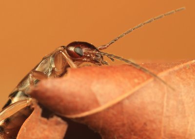 Common Earwig