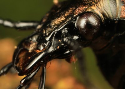 The Eye of the Beetle
