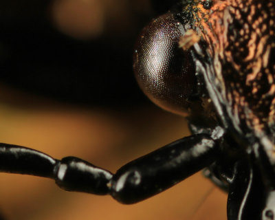 The Eye of the Beetle