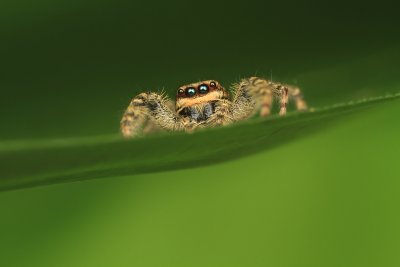 Jumping Spider