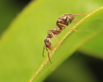 Feeding Ant