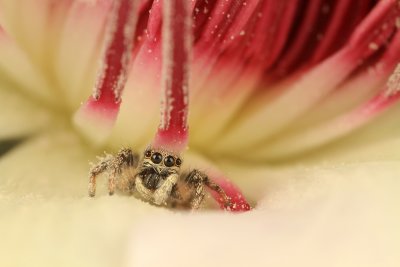 Zebra spider