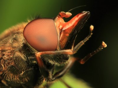 Snuitvlieg (Hoverfly (Rhingia campestris))