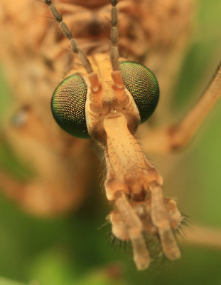 Crane fly